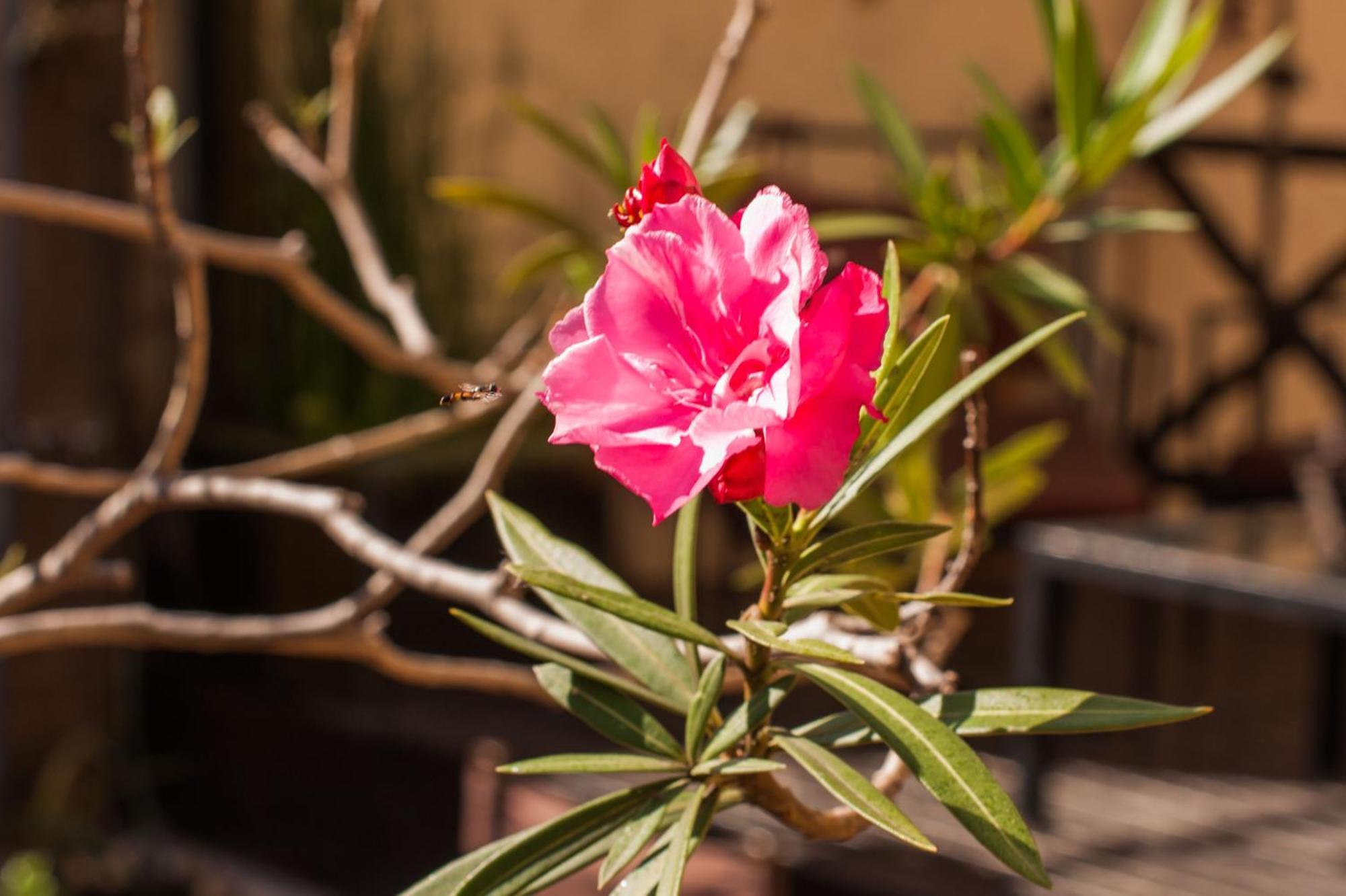 Apassionata Tango 3*